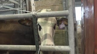 Commercial Heifers New Event