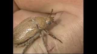 The Secret, Mysterious Life Of The Scarab Beetle