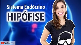 Hipófise: Sistema Endócrino | Anatomia e etc