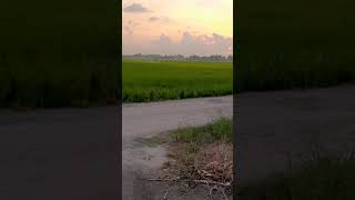 sembur racun dengan menggunakan drone
