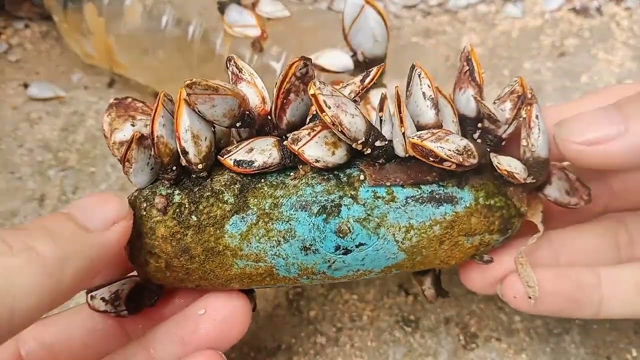 Satisfying ASMR Barnacles Removal – ASMR Cleaning No Talking (P10)