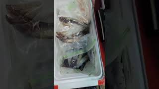 (먼바다)한치 밭~씨알급 주렁 주렁~오징어는 보너스!! 진해 해신호