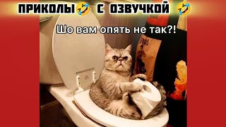 если так? смотри смешные картинки мемы котики приколы с озвучкой 🤣