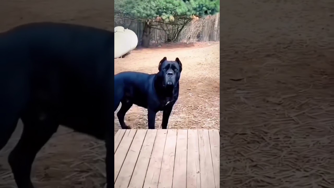 SHINY IN FEAR ! #scary #horror #dog #dogshorts #bondingwithpets #cutedogs #fear #lab #labrador