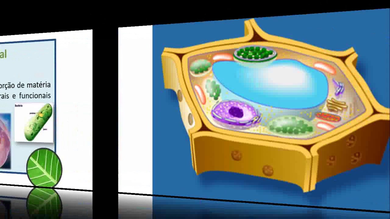 A célula vegetal - características gerais