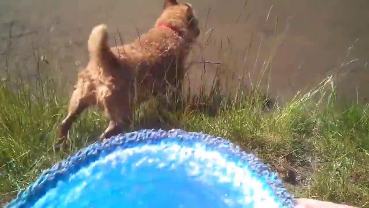 Long Haired Brown Patterdale Terrier Youtube