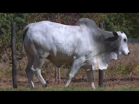 43º Mega Leilão Carpa Touros | LOTE 95 - 8388