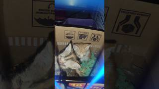 #cat #kitten #cute #poor #sad #angel #sweet #endfield #pets #life #indonesia #invincible #love #cool