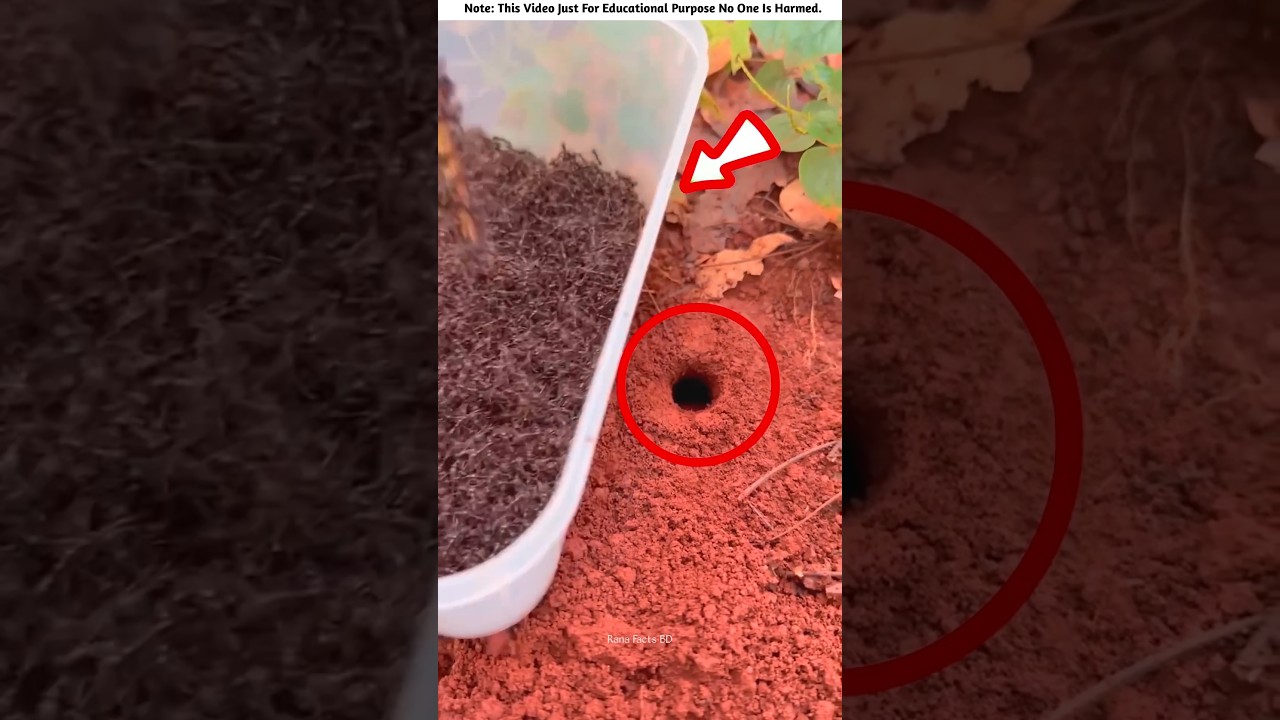 Ant with a Lot of Money 🤯