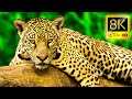 8K Exceptional Animals Collection in 8K ULTRA HD - Wildlife and Nature with Music 8K TV