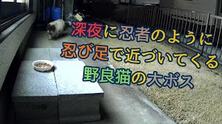 深夜に忍者のように忍び足で近づく野良猫の大ボス