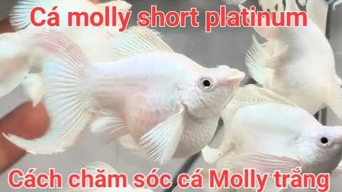 Cá Molly Short Platinum - Cá Molly trắng short