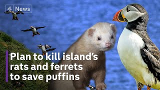Island to eradicate rats and ferrets to save endangered seabirds