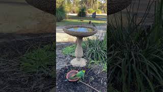 Redcapped Parrot with young by Naizys Place No views 1 day ago 1 minute, 25 seconds