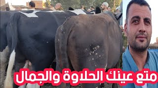 عروض المال الفاخر ( سوق المواشي التوفيقية) اسعار العجول البقري المحير) اسعار المواشي