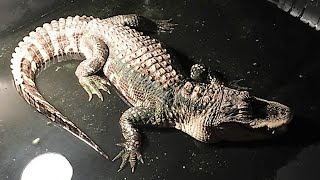 Alligator removed from basement of Groveport home