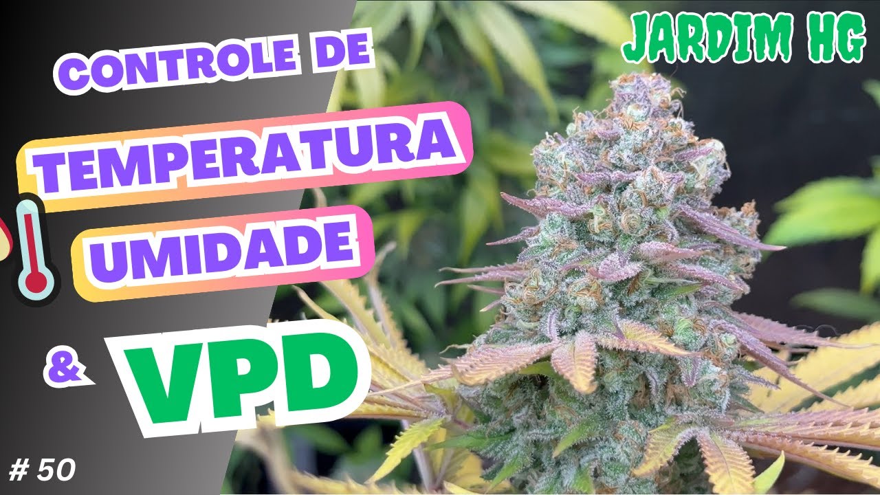 Temperatura, Umidade e VPD no cultivo de CANNABIS Sativa
