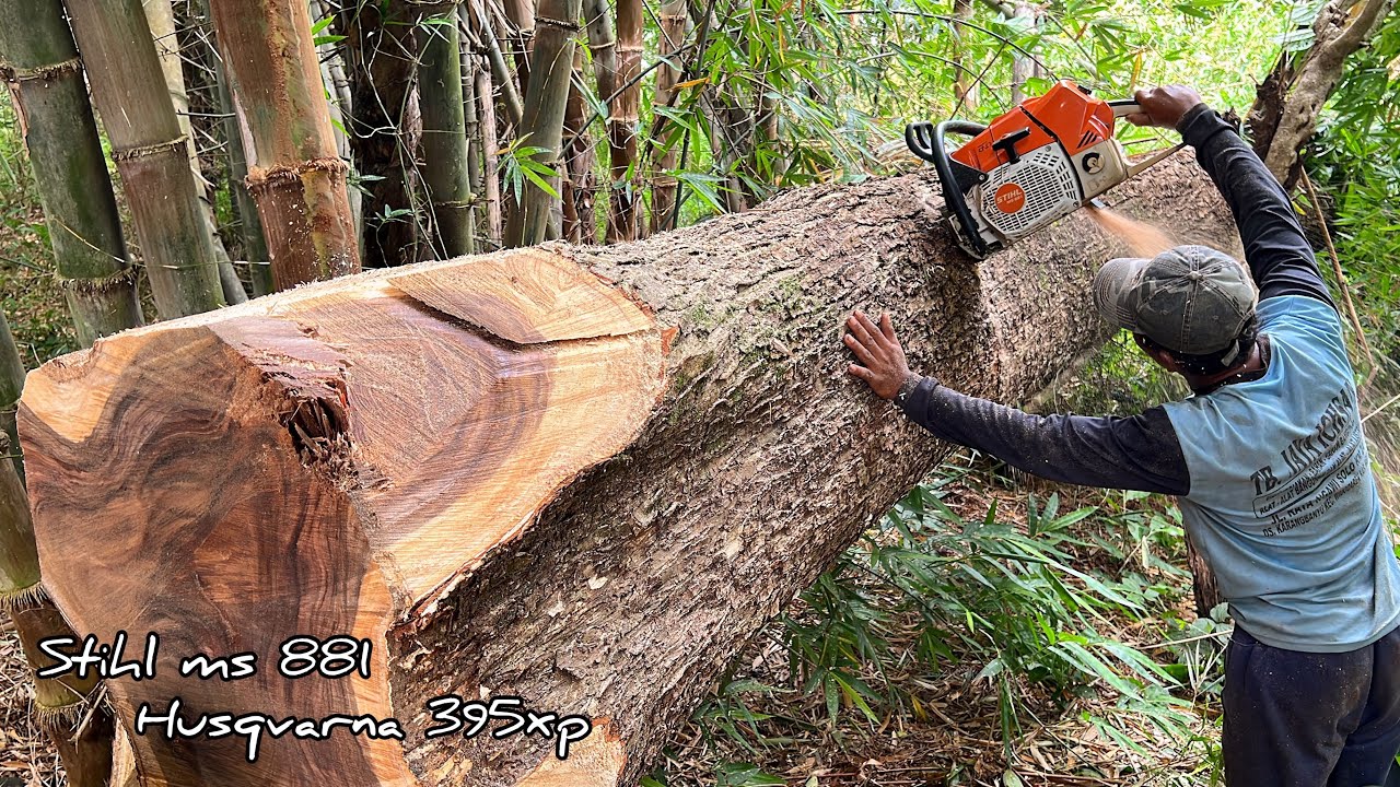 It's tiring... Cut 2 trees till night, Stihl ms 881 and Husqvarna 395xp ...