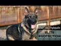 “Zach” Elite Executive Level Family Protection Dog For Sale