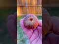 Fig Tasting Last Olympian Post Freeze #figs #fruit #garden