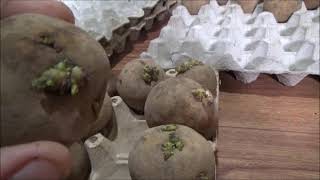 Prepping The Seed Potatoes