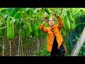 Harvesting and selling zucchini, processing aloe vera into jelly - Peaceful rural life
