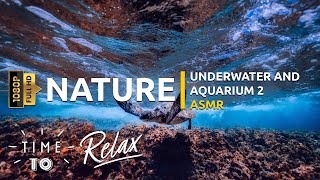 BELGESEL TADINDA - SU ALTI VE AKVARYUM 2 #sualtı #asmr #asmrvideo #nature #doğa #akvaryum #okyanus