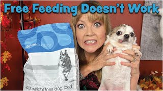 FREE FEEDING DOESN'T WORK? MILA GETTING FAT! Sweetie Pie Pets by Kelly Swift by Sweetie Pie Pets 850 views 2 months ago 4 minutes