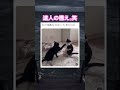 近づくでにゃい。笑　#shorts#動物#かわいい#可愛い#癒し#癒し動画 #猫 #達人