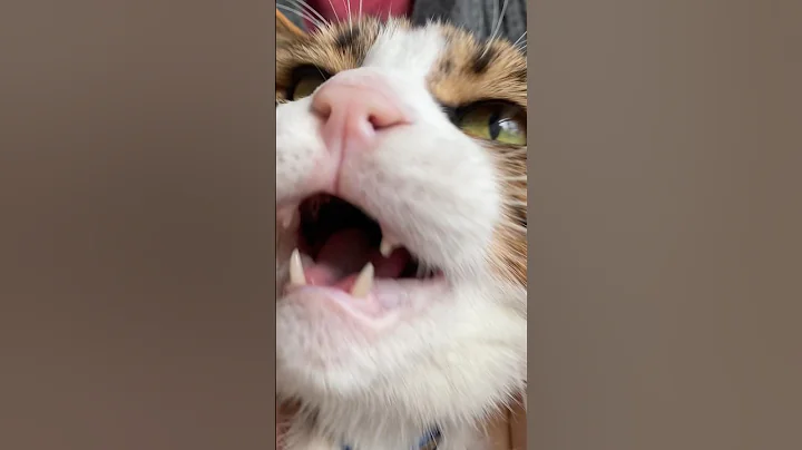 Watch the video about The inside of my cat’s mouth👅 #catvideos #cat #cute #funny #funnycats #funnyshorts #funnyvideo