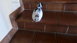 Latte the pigeon sound effect when he does stairs