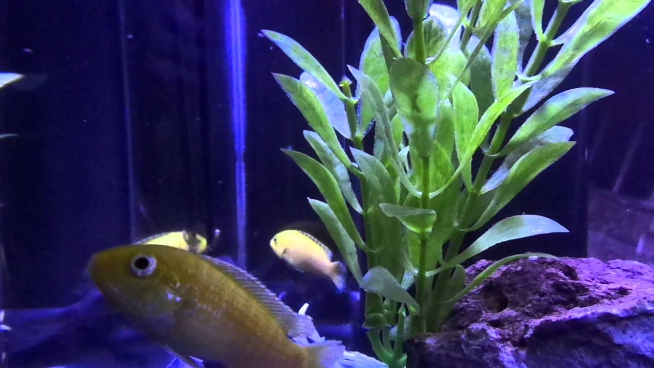 photobomb sagan Feeding Blue Dolphin Cichlid and the Electric Yellow Photobombs vid