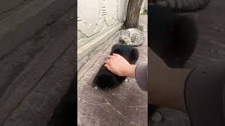 uykunu getirecem 😻 dediklerimi yap 😻 #keşfetedüş #kitten #sokak #yavruhayvanlar #kedi #kitch #kids