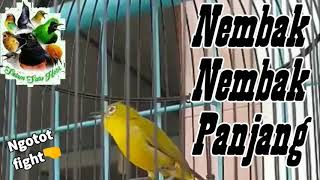 Materi Pleci Nembak Istimewa