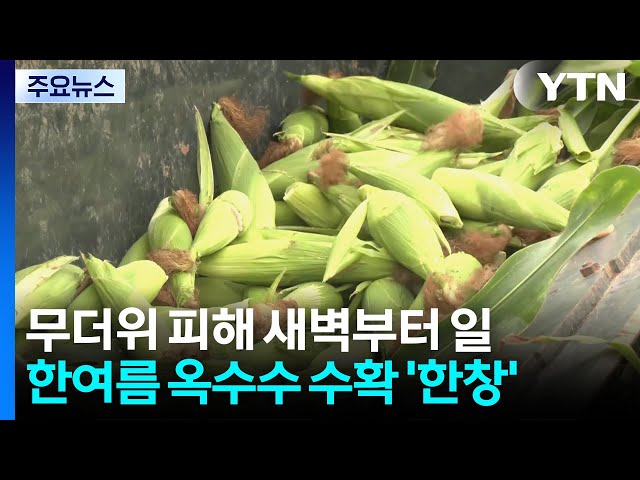 무더위 피해 새벽부터 일...한여름 옥수수 수확 '한창' / YTN