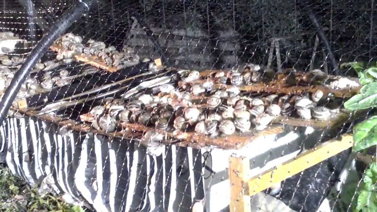 Granja de caracoles Jesús Molina (Quesada)