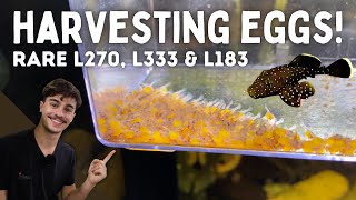Harvesting 100's of RARE Pleco Eggs! L183, L270 and L333! Day in the Fish Room #47!