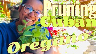 Pruning & Harvesting Oregano Cuban Oregano Buhay America