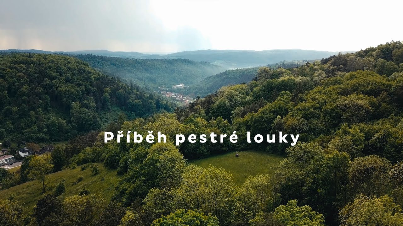 Obnova tradičních luk: Příběh pestré louky