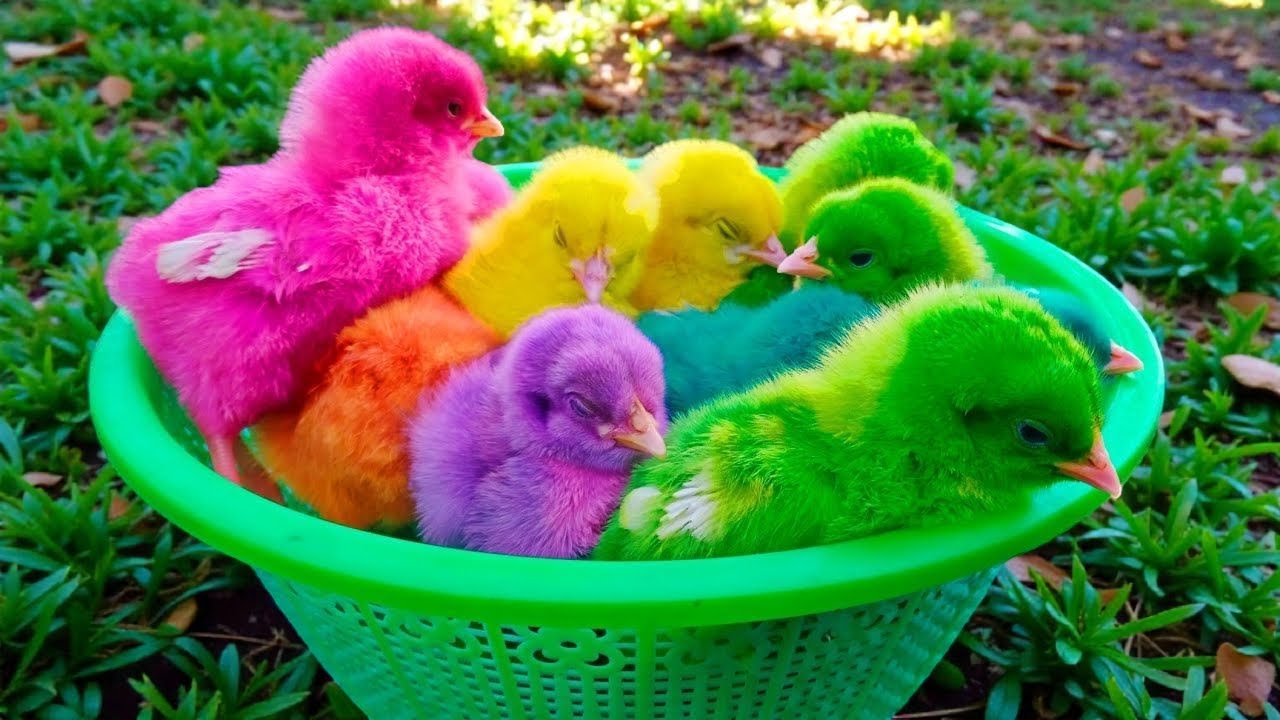 Colorful Chickens, World Cute Chickens, Rainbows Chickens, Cute Cat, Rabbit, Cute Animals