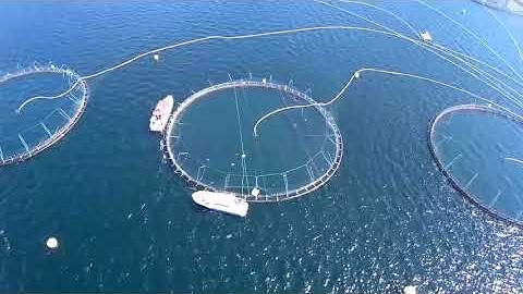 Salmon behavioural response to robots in an aquaculture sea cage