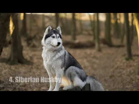 Video: Jenis Anjing Spitz Finlandia Hypoallergenic, Kesehatan Dan Masa Hidup
