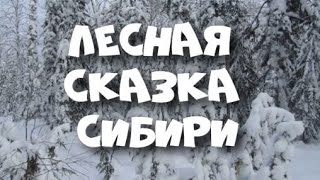 Лесная сказка Сибири