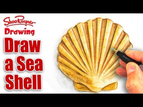 How to draw a sea shell with Watercolour Pencils