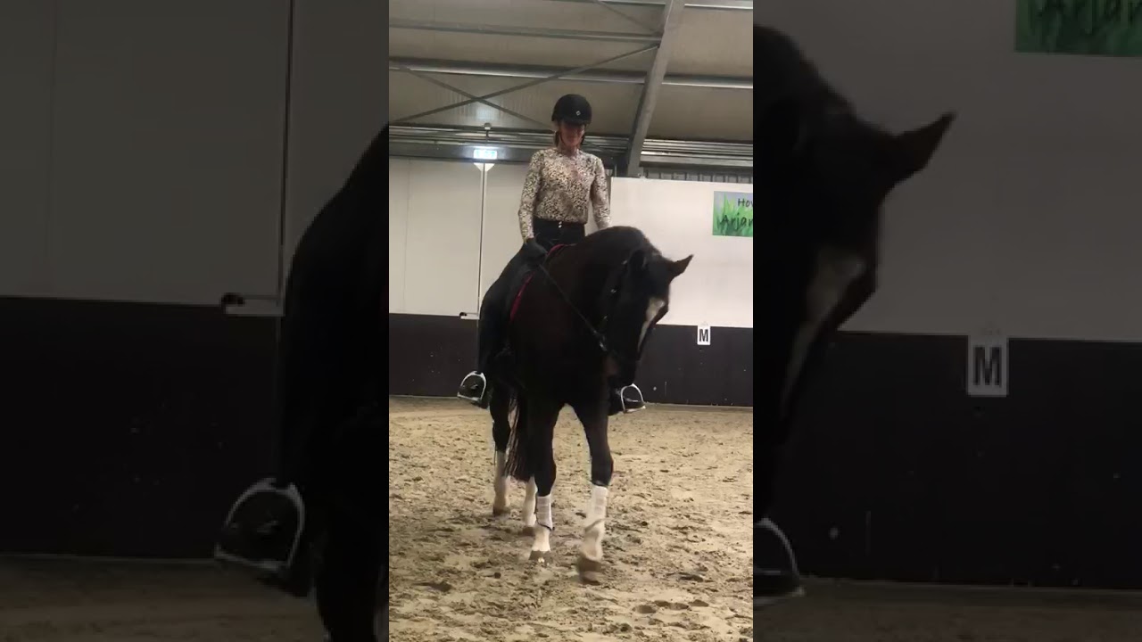 Training Bears Sara Ouwehand