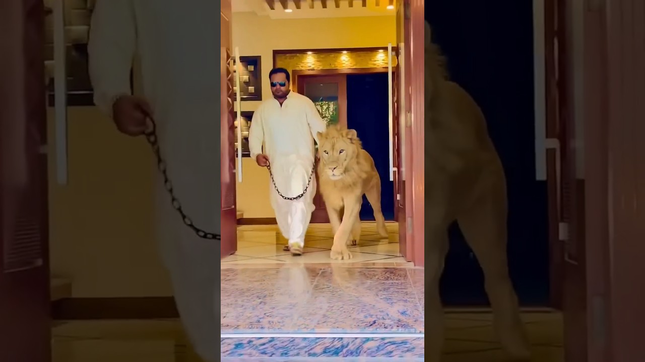 Lion and Tiger as pet 