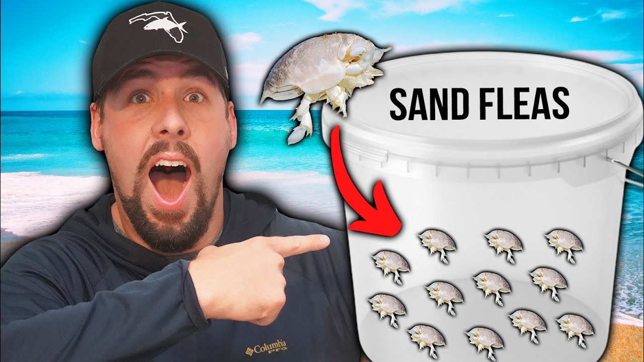 How to Catch Sand Fleas for Surf Fishing 