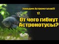 Заводим Астронотусов!!! 17. От чего гибнут Астронотусы?