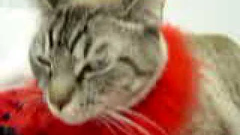 Watch the video about A - OFR Symon Oriental Tabby Very Rare - Adopted