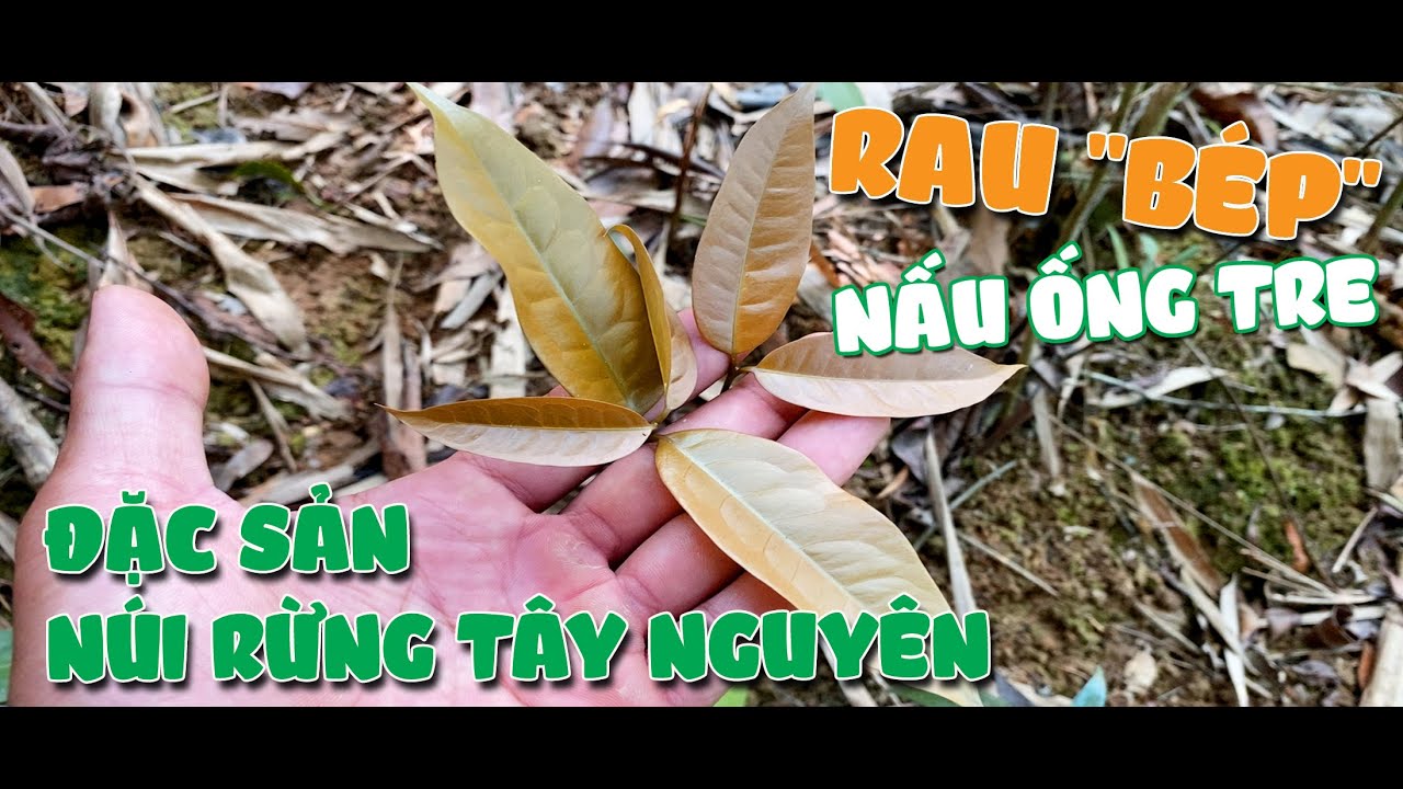 RAU BÉP NẤU ỐNG TRE - ĐẶC SẢN NÚI RỪNG TÂY NGUYÊN - YouTube